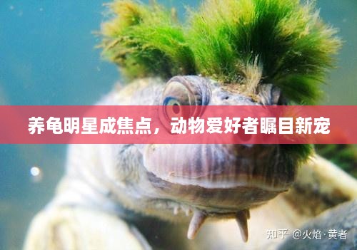 養(yǎng)龜明星成焦點(diǎn)，動(dòng)物愛好者矚目新寵