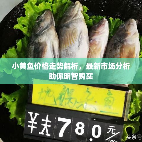 小黃魚價格走勢解析，最新市場分析助你明智購買