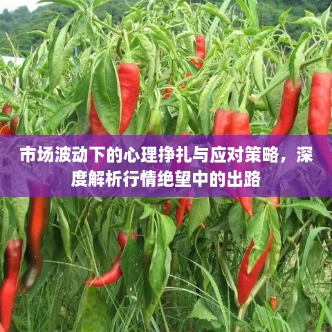 市場(chǎng)波動(dòng)下的心理掙扎與應(yīng)對(duì)策略，深度解析行情絕望中的出路