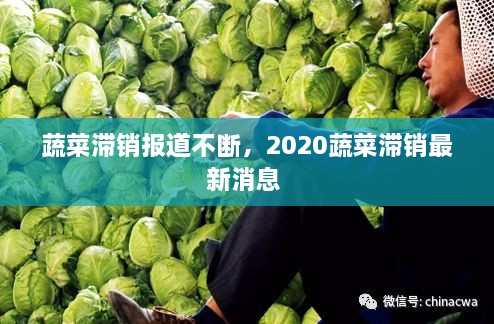 蔬菜滯銷報(bào)道不斷，2020蔬菜滯銷最新消息 