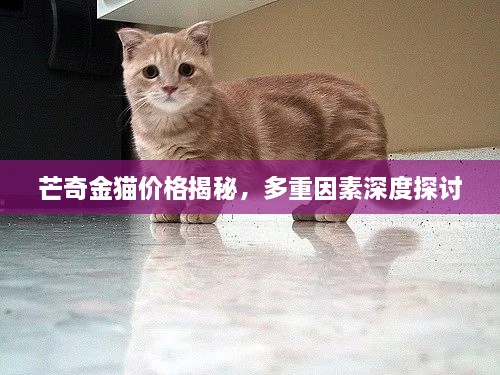 芒奇金貓價(jià)格揭秘，多重因素深度探討