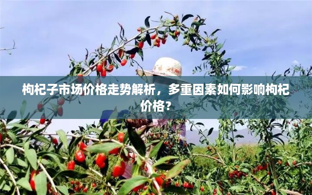 枸杞子市場(chǎng)價(jià)格走勢(shì)解析，多重因素如何影響枸杞價(jià)格？