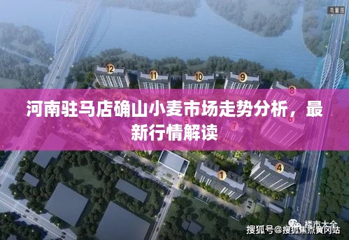 河南駐馬店確山小麥?zhǔn)袌?chǎng)走勢(shì)分析，最新行情解讀