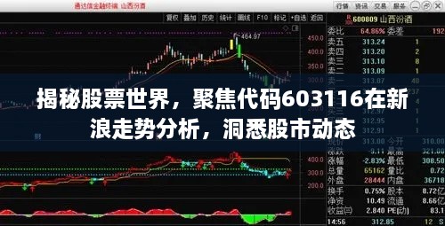 揭秘股票世界，聚焦代碼603116在新浪走勢分析，洞悉股市動態(tài)