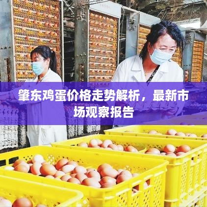 肇東雞蛋價格走勢解析，最新市場觀察報告