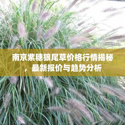 南京紫穗狼尾草價格行情揭秘，最新報價與趨勢分析