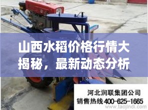 山西水稻價(jià)格行情大揭秘，最新動(dòng)態(tài)分析！