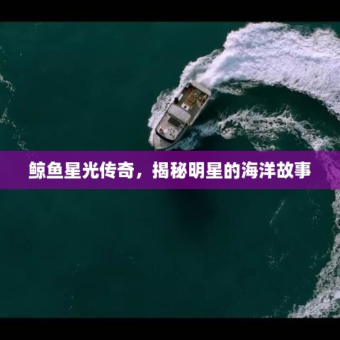 鯨魚(yú)星光傳奇，揭秘明星的海洋故事