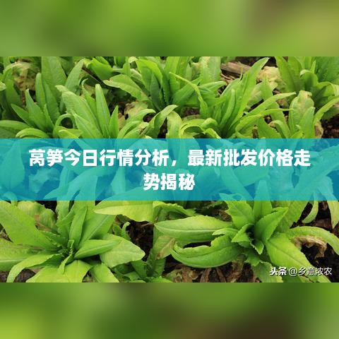 萵筍今日行情分析，最新批發(fā)價格走勢揭秘