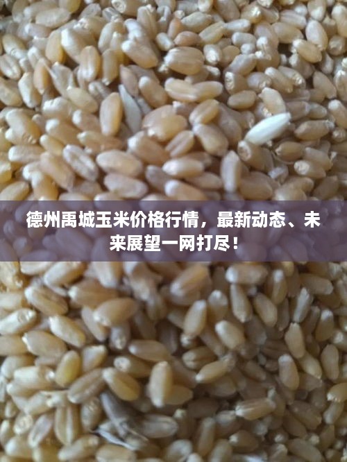 德州禹城玉米價格行情，最新動態(tài)、未來展望一網打盡！