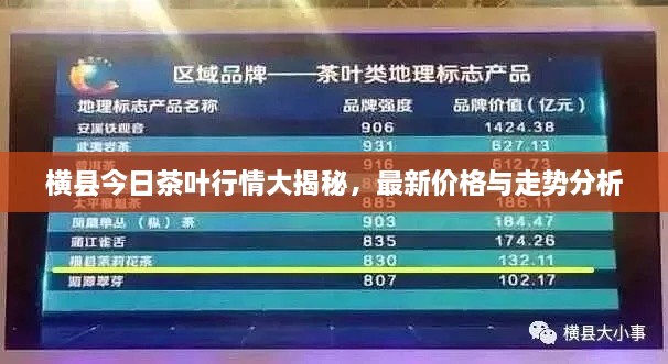 橫縣今日茶葉行情大揭秘，最新價格與走勢分析