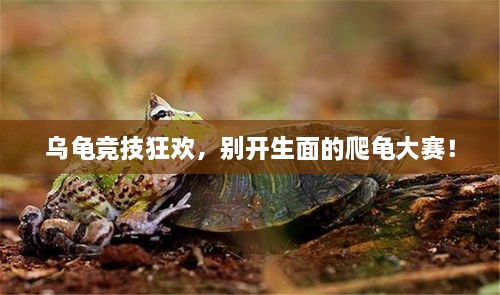 烏龜競(jìng)技狂歡，別開生面的爬龜大賽！