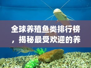 全球養(yǎng)殖魚類排行榜，揭秘最受歡迎的養(yǎng)殖魚類種類！