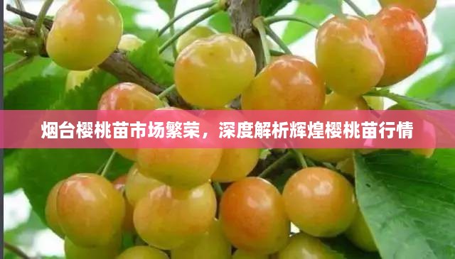 煙臺櫻桃苗市場繁榮，深度解析輝煌櫻桃苗行情