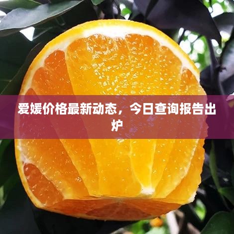 愛(ài)媛價(jià)格最新動(dòng)態(tài)，今日查詢(xún)報(bào)告出爐