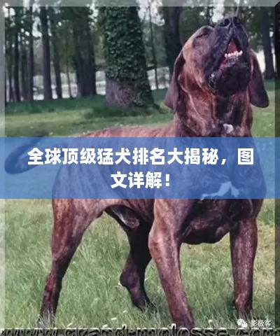 全球頂級猛犬排名大揭秘，圖文詳解！