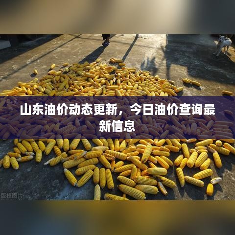 山東油價(jià)動(dòng)態(tài)更新，今日油價(jià)查詢最新信息