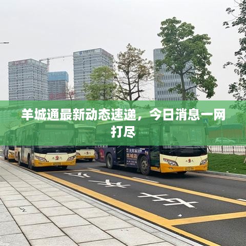 羊城通最新動態(tài)速遞，今日消息一網(wǎng)打盡