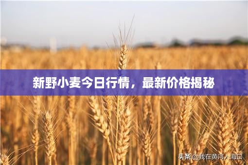 新野小麥今日行情，最新價格揭秘