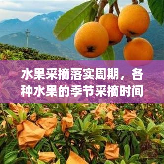 水果采摘落實周期，各種水果的季節(jié)采摘時間書 
