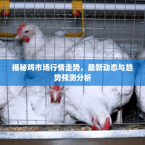 揭秘雞市場行情走勢，最新動態(tài)與趨勢預測分析