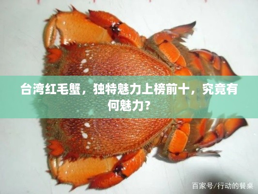 臺(tái)灣紅毛蟹，獨(dú)特魅力上榜前十，究竟有何魅力？