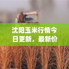 沈陽玉米行情今日更新，最新價格走勢分析