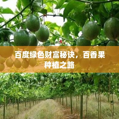 百度綠色財(cái)富秘訣，百香果種植之路