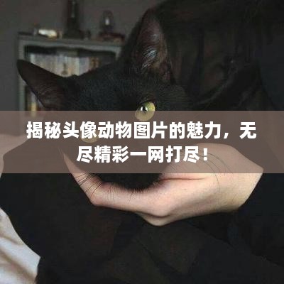 揭秘頭像動物圖片的魅力，無盡精彩一網打盡！