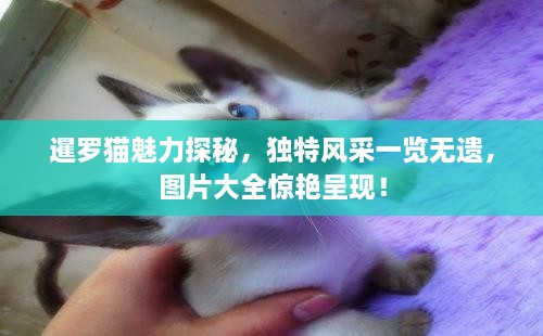 暹羅貓魅力探秘，獨特風(fēng)采一覽無遺，圖片大全驚艷呈現(xiàn)！