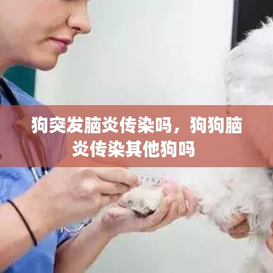 狗突發(fā)腦炎傳染嗎，狗狗腦炎傳染其他狗嗎 