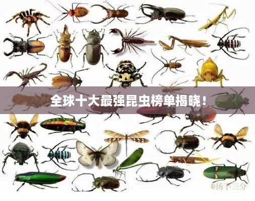 全球十大最強(qiáng)昆蟲(chóng)榜單揭曉！
