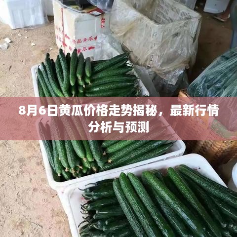 8月6日黃瓜價格走勢揭秘，最新行情分析與預(yù)測