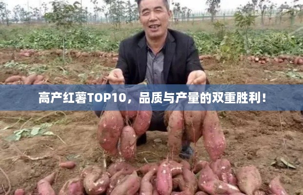高產(chǎn)紅薯TOP10，品質(zhì)與產(chǎn)量的雙重勝利！