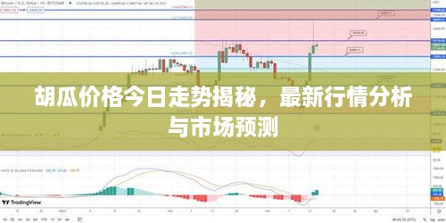 胡瓜價(jià)格今日走勢(shì)揭秘，最新行情分析與市場(chǎng)預(yù)測(cè)