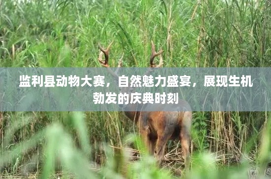 監(jiān)利縣動物大賽，自然魅力盛宴，展現(xiàn)生機(jī)勃發(fā)的慶典時刻