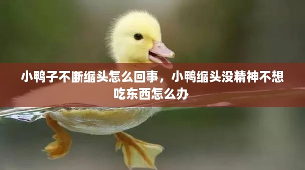 小鴨子不斷縮頭怎么回事，小鴨縮頭沒精神不想吃東西怎么辦 