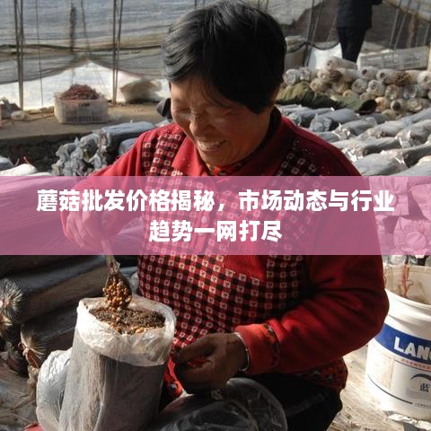 蘑菇批發(fā)價格揭秘，市場動態(tài)與行業(yè)趨勢一網(wǎng)打盡