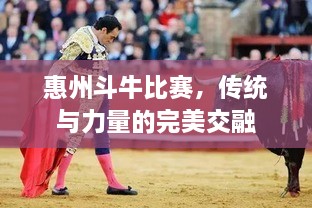 惠州斗牛比賽，傳統(tǒng)與力量的完美交融