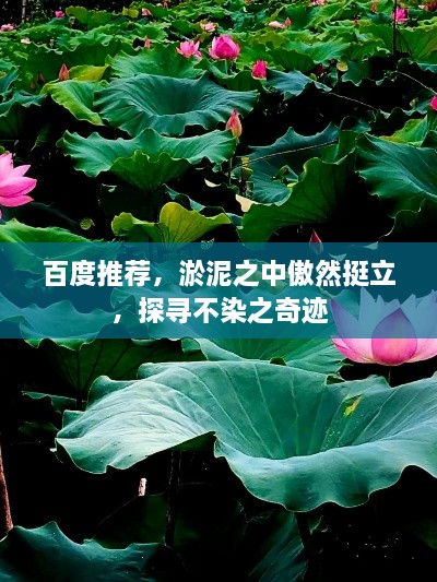 百度推薦，淤泥之中傲然挺立，探尋不染之奇跡