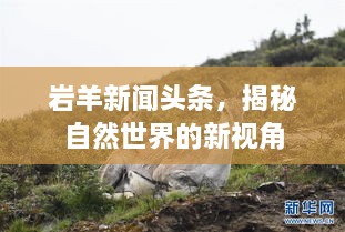 巖羊新聞?lì)^條，揭秘自然世界的新視角