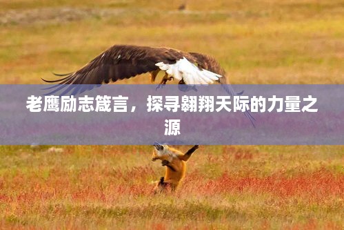 老鷹勵(lì)志箴言，探尋翱翔天際的力量之源