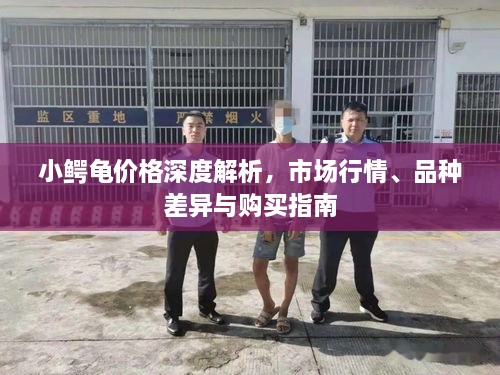 小鱷龜價(jià)格深度解析，市場(chǎng)行情、品種差異與購(gòu)買(mǎi)指南