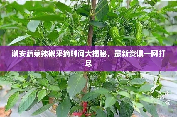 潮安蔬菜辣椒采摘時間大揭秘，最新資訊一網(wǎng)打盡
