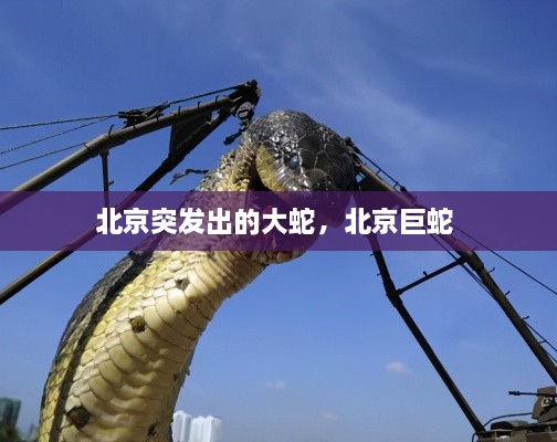 北京突發(fā)出的大蛇，北京巨蛇 