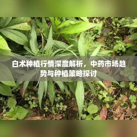 白術(shù)種植行情深度解析，中藥市場(chǎng)趨勢(shì)與種植策略探討