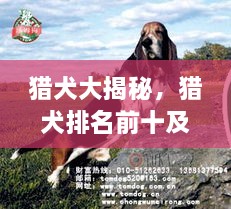 獵犬大揭秘，獵犬排名前十及詳細(xì)圖片介紹