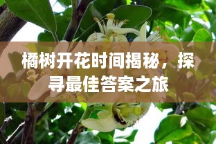橘樹開花時(shí)間揭秘，探尋最佳答案之旅
