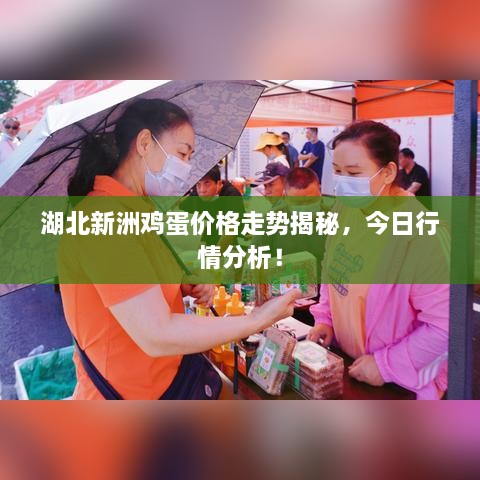 湖北新洲雞蛋價格走勢揭秘，今日行情分析！