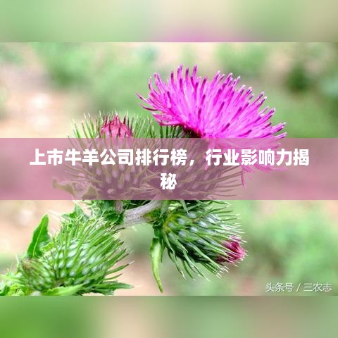 上市牛羊公司排行榜，行業(yè)影響力揭秘